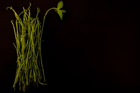 Mint shoots Stock Photos