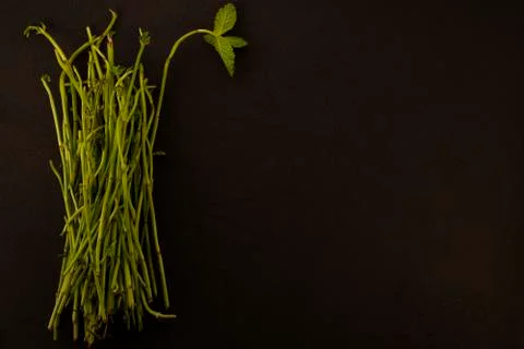 Mint shoots Foto stock