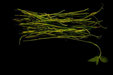 Mint shoots Foto stock