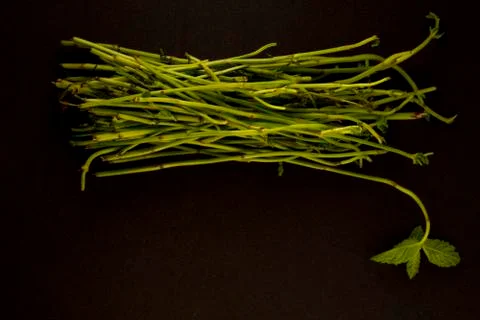 Mint shoots Stock Photos