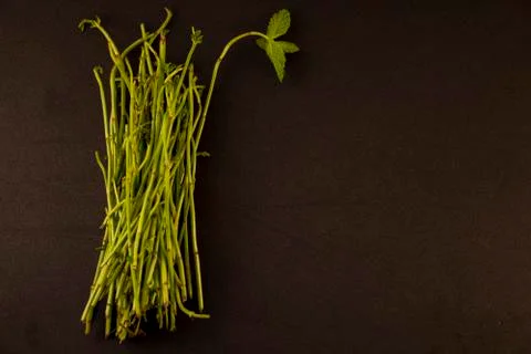 Mint shoots Stock Photos