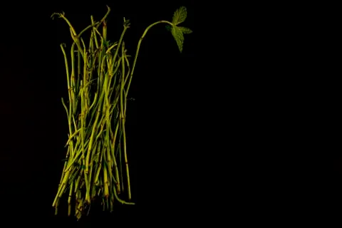 Mint shoots Stock Photos