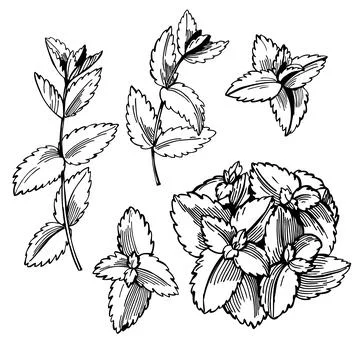 Mint. Sketch  illustration. Stock Illustration