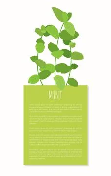 Mint Spices Isolated on White Vector Illustration Stock Illustration
