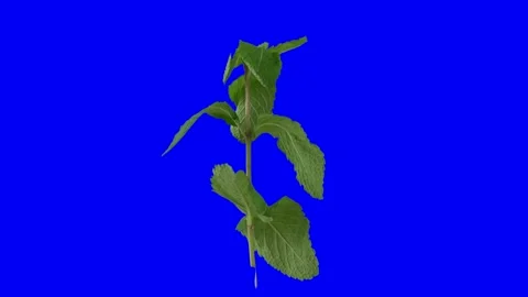 Mint spin 3360 degrees isolated on blue screen Stock Footage 144534108
