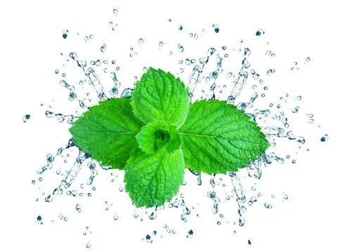 Mint splash isolated Stock Photos