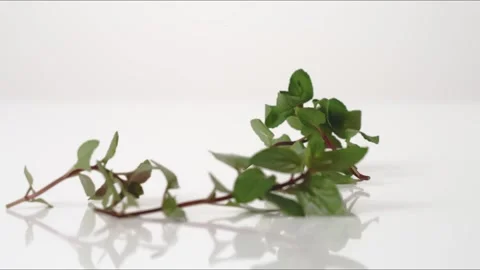 Mint Sprigs Bouncing Slow Motion White Tabletop Closeup Macro Food Studio Stock Footage 335006569