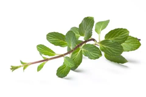 Mint stalk Stock Photos