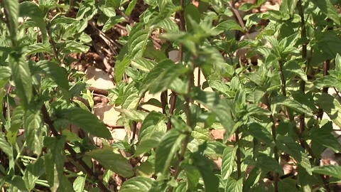Mint stock video Stock Footage 300867507