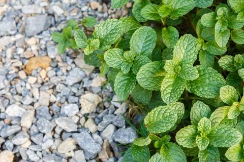 Mint on stone ground Stock Photos