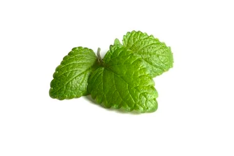 Mint three leaflets twig white background closeup close up isolated Stock Photos