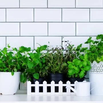 Mint, thyme, basil, parsley - aromatic kitchen herbs in white wooden crate on Stock Photos