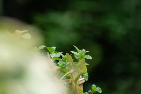 Mint tree with blur foreground and background Stock Photos