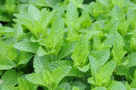 Mint trees Stock Photos