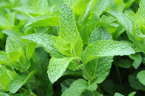 Mint trees Stock Photos
