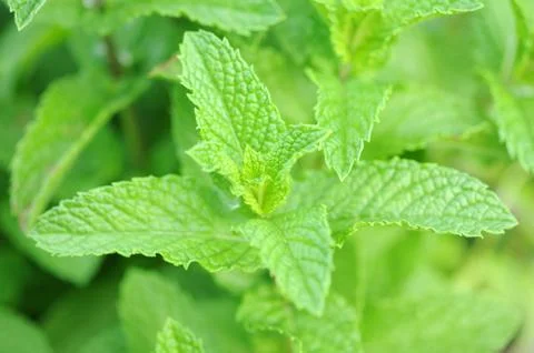 Mint trees Stock Photos