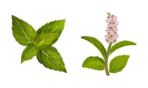 Mint twigs set. Blooming peppermint fresh herb plant vector illustration Stock Illustration