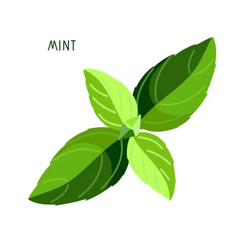 Mint. Upper leaves of mint. Fresh leaves organic vegetable isolated on white Stock Illustration