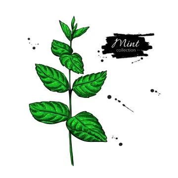 Mint vector drawing. Isolated plant and leaves. Herbal hand drawn Stock Illustration