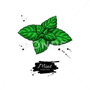 Mint Leaves