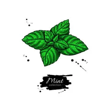 Mint vector drawing. Isolated plant and leaves. Herbal hand drawn Stock Illustration