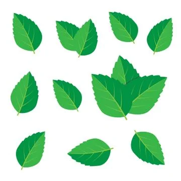 Mint vector drawing. Mint leaves vector logo Illustrazione stock