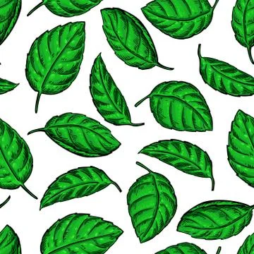 Mint vector drawing seamless pattern. Isolated  plant and leaves Stock Illustration