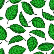 Set of mint leaves and plants. Hand drawing. Illustration