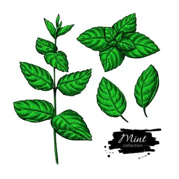 Mint vector drawing set. Isolated plant and leaves. Herbal hand Stock Illustration