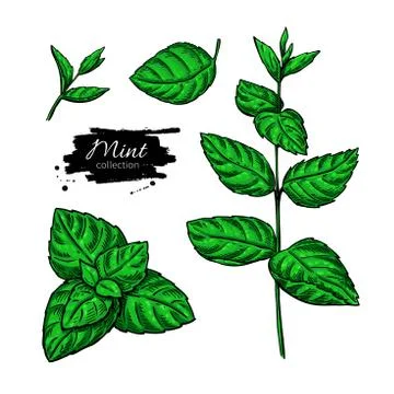 Mint vector drawing set. Isolated plant and leaves. Herbal hand Stock Illustration