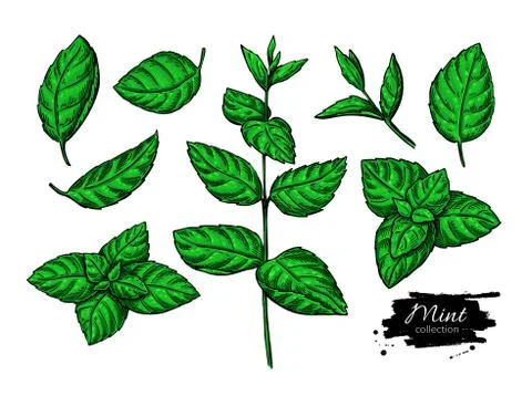 Mint vector drawing set. Isolated plant and leaves. Herbal hand Stock Illustration