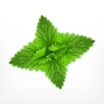 Mint. Vector icon Stock Illustration