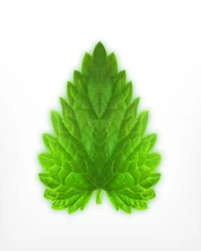 Mint. Vector icon. Stock Illustration