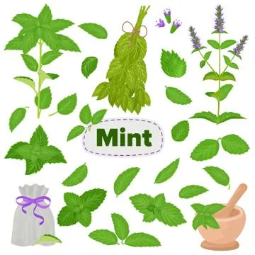 Mint vector spearmint leaves menthol aroma and fresh peppermint herb Stock Illustration