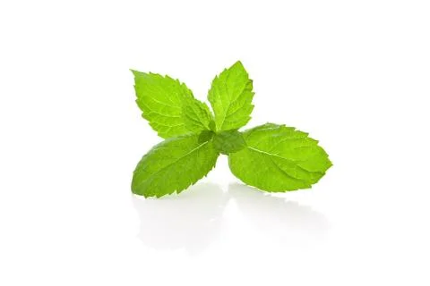 Mint on white background Stock Photos