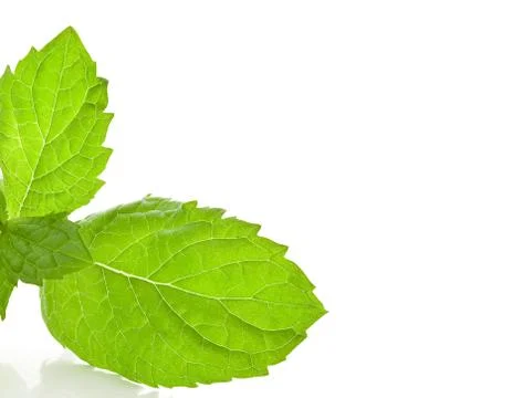 Mint on white background Foto stock
