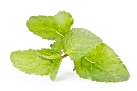 Mint on white background Stock Photos