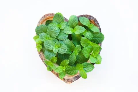 Mint on white background. Stock Photos