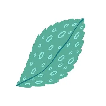 Mint on white background vector illustration Stock Illustration