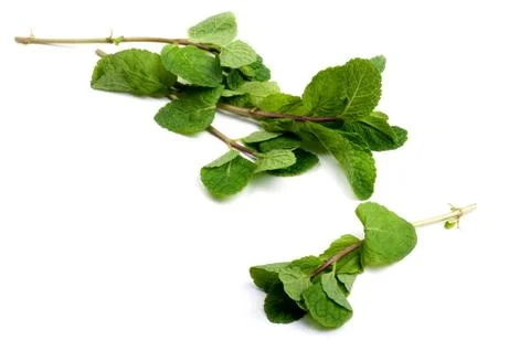 Mint on white Stock Photos