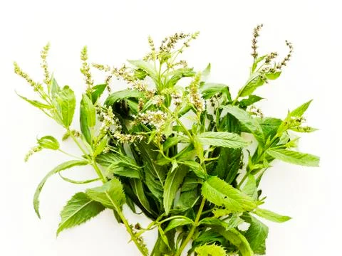 Mint on white Stock Photos
