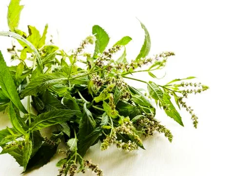 Mint on white Stock Photos