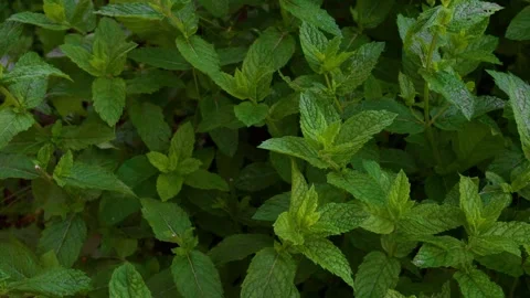 Mint1 Stock Footage 337708883