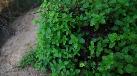 Mint2 스톡 동영상 26019003