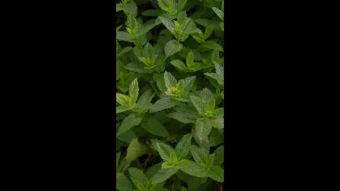 Mint2 Stock Footage 337708953