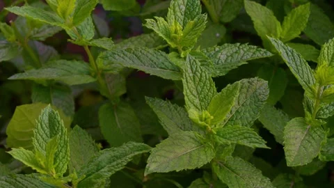 Mint3 Stock Footage 337708985
