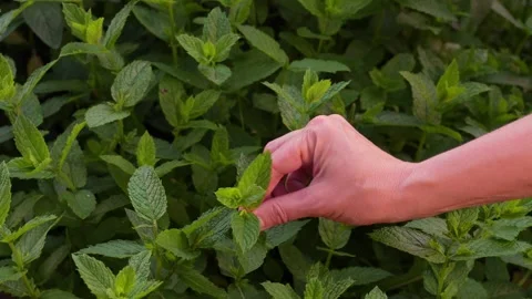 Mint5 Stock Footage 337708962