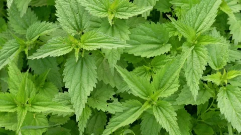 Mint6 Stock Footage 338128565