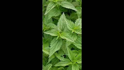 Mint7 Stock Footage 338128552