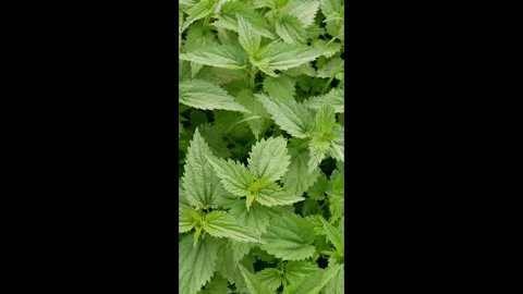 Mint8 Stock Footage 338128535